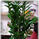 지노메디 이미지