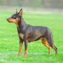 애견백과 - 미니어쳐 핀셔 (Miniature Pinscher) 이미지