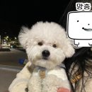 까만코 이미지