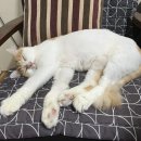 바미메디칼 | 24시스카이동물메디컬센터 방문 후기 : 고양이 특발성 방광염 처치 및 치료, 근육주사 및 먹는 약