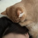 순디네 이미지