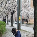 관작리 벚꽃길 이미지