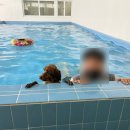 펫밀리즈 네이버블로그