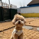 숲속댕토리애견유치원 이미지