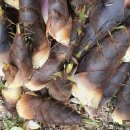 수림 농장 이미지