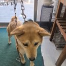 최종주동물병원 이미지