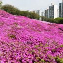 철쭉동산 이미지