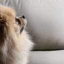 시엘건강식품