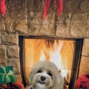 봉쥬르 밀크숑 이미지