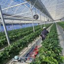 예천군농업기술센터 | [농업/기술] "주인님 따라 졸졸"… 예천군, 딸기 농장에 '자율주행 운반 로봇' 투입