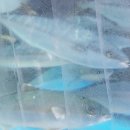 상모리-11 이미지