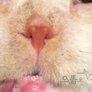 으뜸원동물병원 이미지