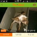 (부산 당감동)도치맘입니다ㅠ.ㅠ 이미지