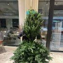 꽃,가게 :: 지금은 크리스마스 트리 설치할 때🎄 ‘상사포레브까페 ’