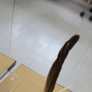 면수농장 네이버블로그