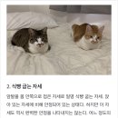 고양이 자는 모습, 어떤 의미일까? 이미지