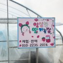 남양주 앙상블 딸기농장에서 딸기체험 후기!