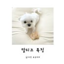 오늘도 뽀송하개 이미지