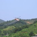 공주밤나무 이미지