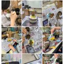 자매다육