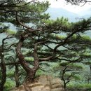 솔밭캠프 이미지