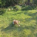 이마트24 광주신안점 | 광주근교 신안 스테이수련 강아지동반 독채펜션 대만족 내돈내산 후기