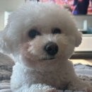 황실 애견미용 살롱 네이버블로그
