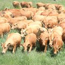 한우동물병원 이미지