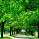 청주가로수길 이미지