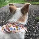 용인시 동물보호센터 이미지