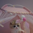 양주고양이분양 모나미네코 옥정신도시점 이미지