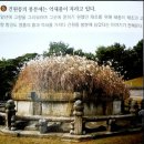 연흥 유치원 | 문화가 있는 날 / 동구릉과 영화관람(스윙키즈)