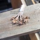 유미쥬얼리 이미지
