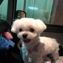 베베시앙 이미지