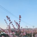행복이농장 Daum카페