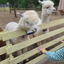 휘바핀란드위드플레이정글 이미지