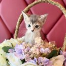 도그마루 강아지 고양이 천안아산점 | 천안 애견분양 도그마루 강아지 고양이 천안아산점
