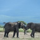 300 당구장 이미지