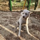 광주TNR동물병원(송정) 네이버블로그