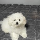 투숑펫살롱 이미지