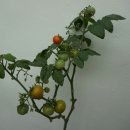 토마토미용실 이미지