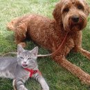강아지와 고양이 이미지