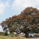 흑석 노루벌길 이미지