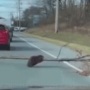 beaver 이미지
