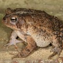 두꺼비섬 이미지