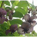 안천중학교 이미지