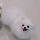 강아지 정거장 이미지