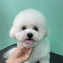 멍블리 펫살롱 이미지