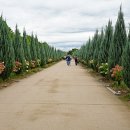 구리 한강 시민공원 코스모스 이미지