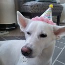 바르다 펫 부산센텀점 | 강아지 생일이라 센텀 몰리스 갔는데… 지갑 털리고 왔습니다 내돈내산